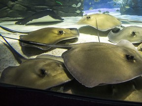 Southern Stingrays at the Ray Bay section Ripley's Aquarium in Toronto. Postmedia Network file