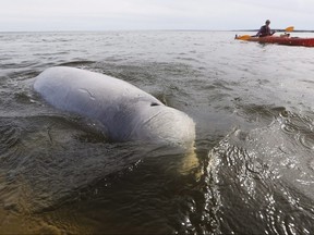 A beluga whale surfaces for air as whale watchers head out in kayaks on the Churchill River in Churchill, Manitoba, Wednesday, July 4, 2018. All it takes is a quick paddle from the western shore of the Hudson Bay and the smiling, curious face of a beluga whale peeks out of the water to greet kayakers floating by. THE CANADIAN PRESS/John Woods ORG XMIT: CPT701