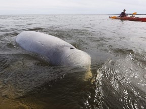 A beluga whale surfaces for air as whale watchers head out in kayaks on the Churchill River in Churchill, Manitoba, Wednesday, July 4, 2018. The whales attract many visitors to Manitoba each year and are part of the province's ‘signature experience’ campaign. John Woods/THE CANADIAN PRESS FILE