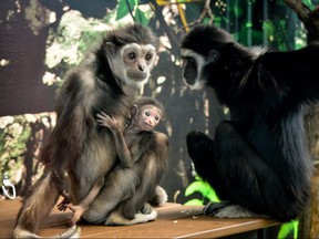 Gibbon mom Maya with baby and dad Samson.
Handout