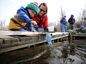 Micah DePape, 2, tries out dipnetting with mother Noelle during the Earth Day Celebration at FortWhyte Alive in Winnipeg on Sunday.