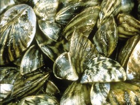Zebra Mussels.