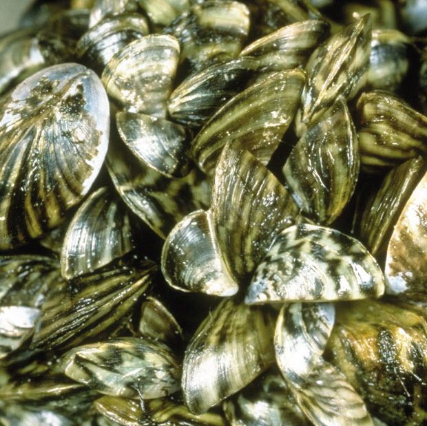 Zebra Mussel Larvae Found In Lake Of The Woods | Winnipeg Sun