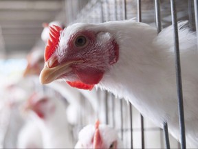 A chicken facility. Aleksandra Sagan/THE CANADIAN PRESS File