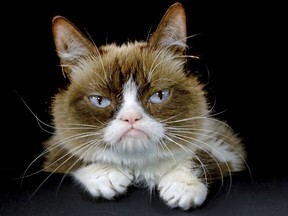 This Dec. 1, 2015 file photo shows Grumpy Cat posing for a photo in Los Angeles.