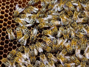 Amber Yano, owner of MOB Honey, has 50 bee hives. Photo, Trina Moyles