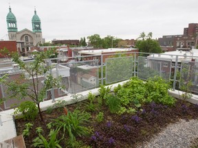A rooftop garden is one factor that can help make a building not just 'green,' but sustainable.