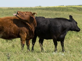 Cattle shake off flies through a field east of Camrose, Alta.