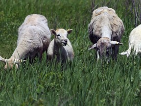 Sheep graze at the Living Prairie Museum on Ness Avenue in Winnipeg on Monday. The city is conducting a pilot program aimed at testing the feasibility of grazing sheep as a means of vegetation management.
