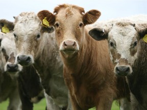 Beef producers will receive $10 per head, which will buy feed for about a week.