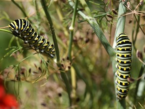 Caterpillars that will transform into Monarch butterflies are showing up in some Winnipeg gardens.