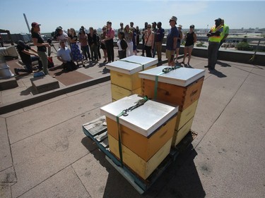 Beeproject Apiaries presented a meet the bees event at Red River College in Winnipeg recently, rooftop hives were shown to attendees.
Thursday, July 25/2019 Winnipeg Sun/Chris Procaylo/stf