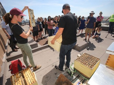 Beeproject Apiaries presented a meet the bees event at Red River College in Winnipeg recently, rooftop hives were shown to attendees.
Thursday, July 25/2019 Winnipeg Sun/Chris Procaylo/stf