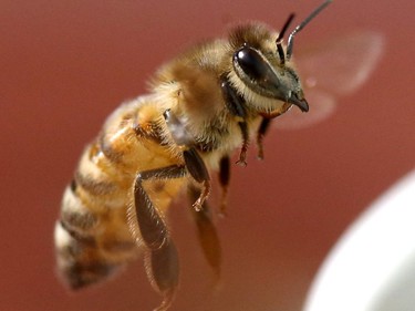 Beeproject Apiaries presented a meet the bees event at Red River College in Winnipeg recently, rooftop hives were shown to attendees. This photo was made of a flying honeybee at a different location, prior to the college event.
Thursday, July 25/2019 Winnipeg Sun/Chris Procaylo/stf