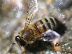 The federal and provincial governments are investing more than $210,000 to monitor and improve the health of the province’s bee colonies, with the goal of supporting the long-term sustainability of commercial and hobby beekeepers, it was announced last week.