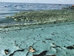 Algae is spotted along the shore of Connaught Beach in the Rural Municipality of Victoria Beach in Manitoba on Saturday, July 27, 2019. A notice on the RM's website states that high water consumption is straining the local treatment plant's ability to produce sufficient drinking water. That's happening just as Lake Winnipeg, the plant's raw water source, is seeing an algae bloom that is slowing down the treatment process.