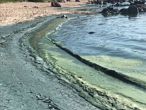 Algae is spotted along the shore of Connaught Beach in the Rural Municipality of Victoria Beach in Manitoba on Saturday, July 27, 2019. A notice on the RM's website states that high water consumption is straining the local treatment plant's ability to produce sufficient drinking water. That's happening just as Lake Winnipeg, the plant's raw water source, is seeing an algae bloom that is slowing down the treatment process.