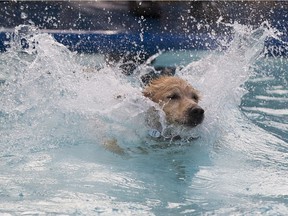 On Saturday, the city is inviting licensed dog-owners to bring their pets for a swim in two of the city’s outdoor wading pools before they close down for the season.