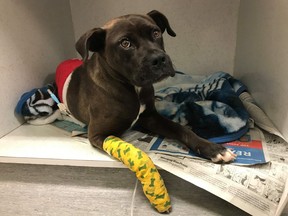 Last Friday, Brynn, a one-year-old boxer-cross stray dog, was found on the Poplar River First Nation in northern Manitoba in rough shape. The Winnipeg-based non-profit volunteer-run Manitoba Underdogs Rescue is asking for donations to help cover the cost of Brynn's care.