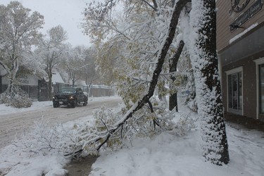 A winter storm that hammered much of southern Manitoba damaged trees in Morden, Friday, Oct. 11, 2019.
Lauren MacGill/Postmedia Network