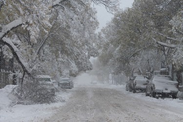 A winter storm that hammered much of southern Manitoba damaged trees in Morden, Friday, Oct. 11, 2019.
Lauren MacGill/Postmedia Network