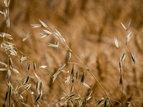 Wild oats on the edge of a wheat field.
Mike Drew/Postmedia file