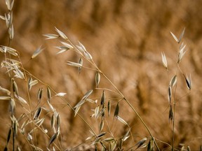 Rail line shut downs hurt Canadian farmers, among many others.