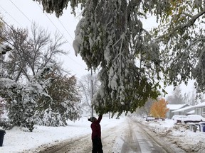 The most damage from this freak October storm was to the beautiful old Cottonwood Poplar trees in Altona. Many were lost, along with countless newer trees. Pictured here is Morgan Hamm of Altona, reaching up to touch the ancient Poplar, bent near breaking.