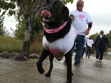 Four-legged friends were also decked out in pink for the 28th annual Run for the Cure event for the Canadian Cancer Society, in Winnipeg on Sun., Oct. 6, 2019. Kevin King/Winnipeg Sun/Postmedia Network