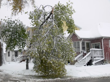 A tree damaged on Morley Avenue in Winnipeg during the snow storm on Friday, Oct. 11, 2019. GLEN DAWKINS/Winnipeg Sun/Postmedia Network