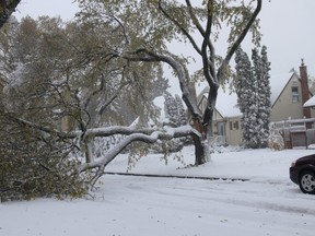 A tree damaged on Maplewood Avenue in Winnipeg during the snow storm on Friday, Oct. 11, 2019. GLEN DAWKINS/Winnipeg Sun/Postmedia Network