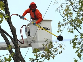 A crew member from Altec, hired by Manitoba Hydro, uses a circular saw to remove branches near power lines in the River Heights area of Winnipeg on Monday.