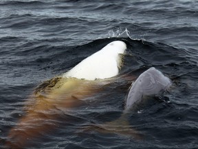 A mother beluga and her calf, seen in Hudson's Bay.