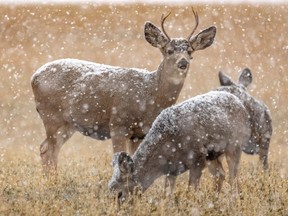 Mule deer ignore the falling snow north of Alberta's Big Hill Springs Provincial Park on Nov. 5, 2018.