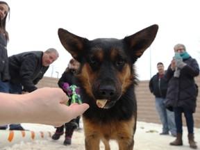 Tiny Tim, a two-year-old Shepherd mix available for adoption, chews on a treat at the Animal Services Agency on Logan Avenue in Winnipeg on Wed., Dec. 25, 2019. Kevin King/Winnipeg Sun/Postmedia Network