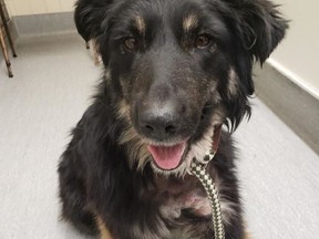 An animal rescue group in Manitoba says it's helping a stray dog found with a jar stuck on its head that vets have told them was also bitten by other animals and shot with a pellet gun.