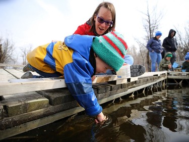 Micah DePape, 2, gets deep while dipnetting with mother Noelle during the Earth Day Celebration at FortWhyte Alive in Winnipeg on Sun., April 28, 2019. Kevin King/Winnipeg Sun/Postmedia Network ORG XMIT: POS1904281325154110