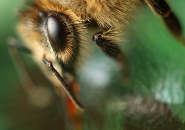 A close up portrait of a honey bee in Winnipeg. Thursday, June 27/2019 Winnipeg Sun/Chris Procaylo/stf