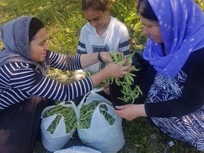Yazidi refugees sort vegetables in a handout photo. Hundreds of other Yazidi refugees, harvested more than 9,000 kilograms of produce this year as part of a special farming project in Manitoba. The food was given to refugee families and leftovers were sold at farmers markets or given to food banks. THE CANADIAN PRESS/HO-Michel Aziza MANDATORY CREDIT
