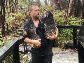 A handout photo taken and received on Jan. 17, 2020 from the Australian Reptile Park shows a staff member carrying koalas during a flash flood at the Australian Reptile Park in Somersby, some 50 kilometres north of Sydney. (HANDOUT/AUSTRALIAN REPTILE PARK/AFP via Getty Images)