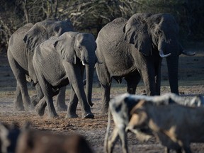 Elephants arrive to drink water at the Okavango Delta near the Nxaraga village on the outskirt of Maun, Botswana, on Sept. 28, 2019.