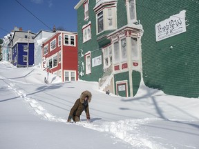 A resident makes her way through the snow in St. John's on Saturday, Jan. 18, 2020.