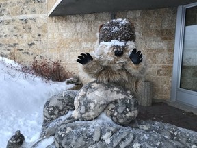 Manitoba Merv sees no shadow on Sunday, Feb. 2, 2020 at Oak Hammock Marsh Interpretive Centre just north of Winnipeg, forecasting that an early spring is on the way!