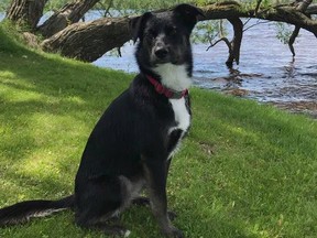 Mikki, a two-year-old border collie, was reunited with her owner Mary Perron on Saturday, almost two days after her master stopped to help a group of people who were having car problems. Allegedly they sped off with her car and Mikki when she stopped at a store to buy something.