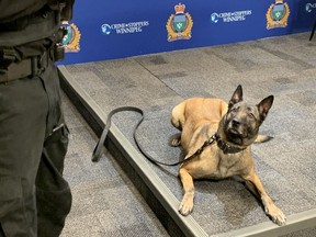 Beyda, an eight and a half year old Belgian Malinois with the Winnipeg Police Service K9 Unit, listens during a press conference on Friday at Winnipeg Police Service headquarters in Winnipeg, to announce that the Winnipeg Police Service and Winnipeg Fire Paramedic Service are teaming up to provide canine emergency pre-hospital medical care for the WPS K9 Unit.