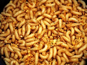 Researchers at Brandon University’s Department of Biology have found that waxworms, the caterpillar larvae of the greater wax moth, can survive on a diet of polyethylene, a type of plastic used in shopping bags and many other applications.