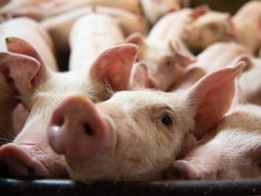 (FILES) In this file photo taken on June 26, 2019, Pigs are seen at the Meloporc farm in Saint-Thomas de Joliette, Quebec, Canada. (Photo by Sebastien St-Jean / AFP) (Photo by SEBASTIEN ST-JEAN/AFP via Getty Images)