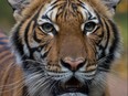 Nadia, a 4-year-old female Malayan tiger at the Bronx Zoo, that the zoo said on April 5, 2020 has tested positive for coronavirus disease (COVID-19) is seen in an undated handout photo provided by the Bronx zoo in New York. (WCS/Handout via REUTERS)