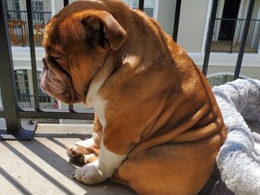 Big Poppa the English bulldog is sad he can't play with neighbourhood kids in Atlanta while everyone is staying inside during the COVID-19 pandemic.
