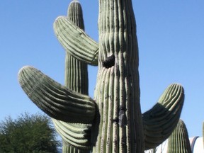 A saguaro cactus stands majestically in Tucson, Ariz. (RUTH DEMIRDJIAN DUENCH/Photo)